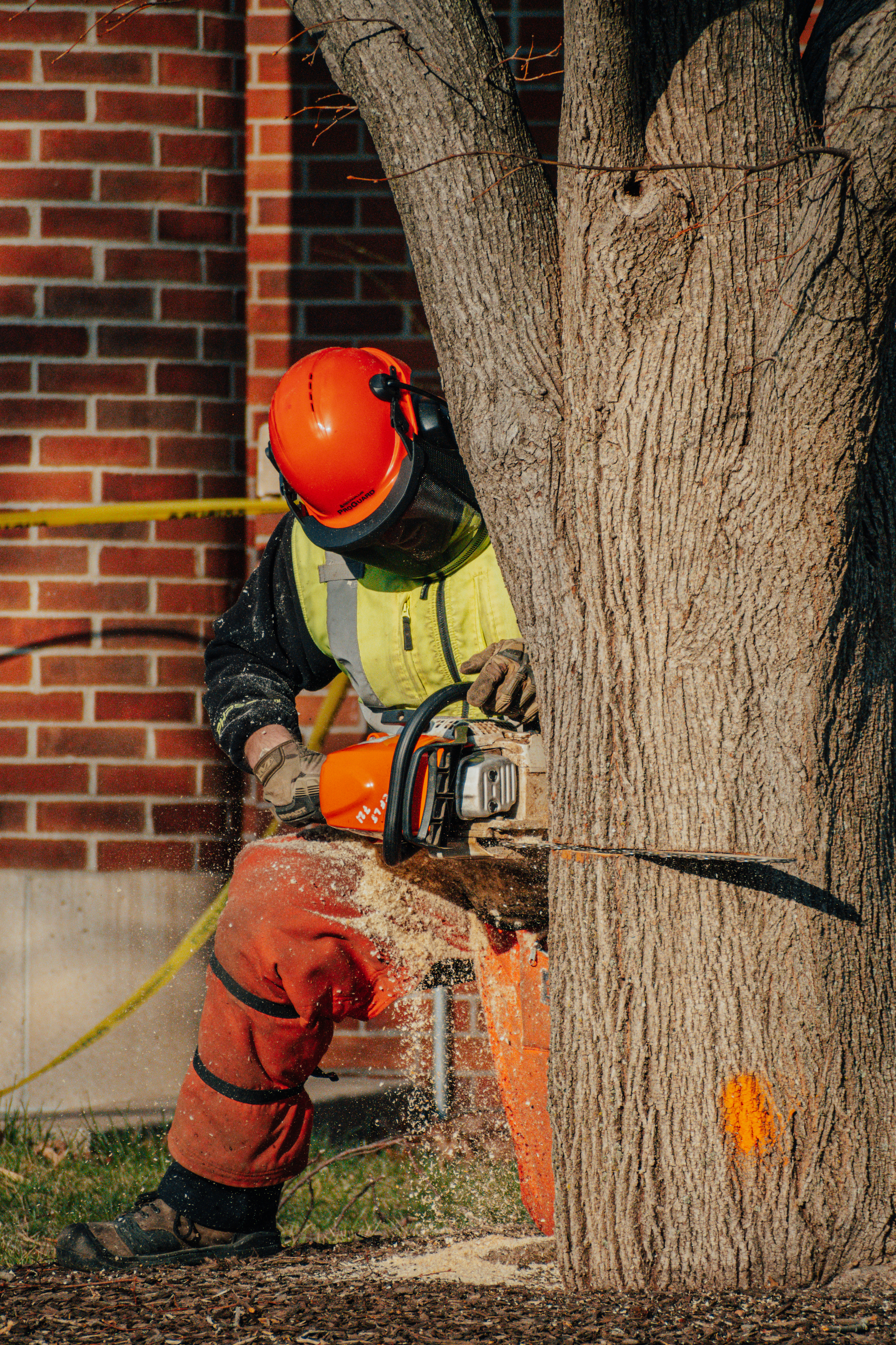 MU Landscape Services works to remove diseased and damaged trees growing on the Arts & Science Mall March 28, 2022