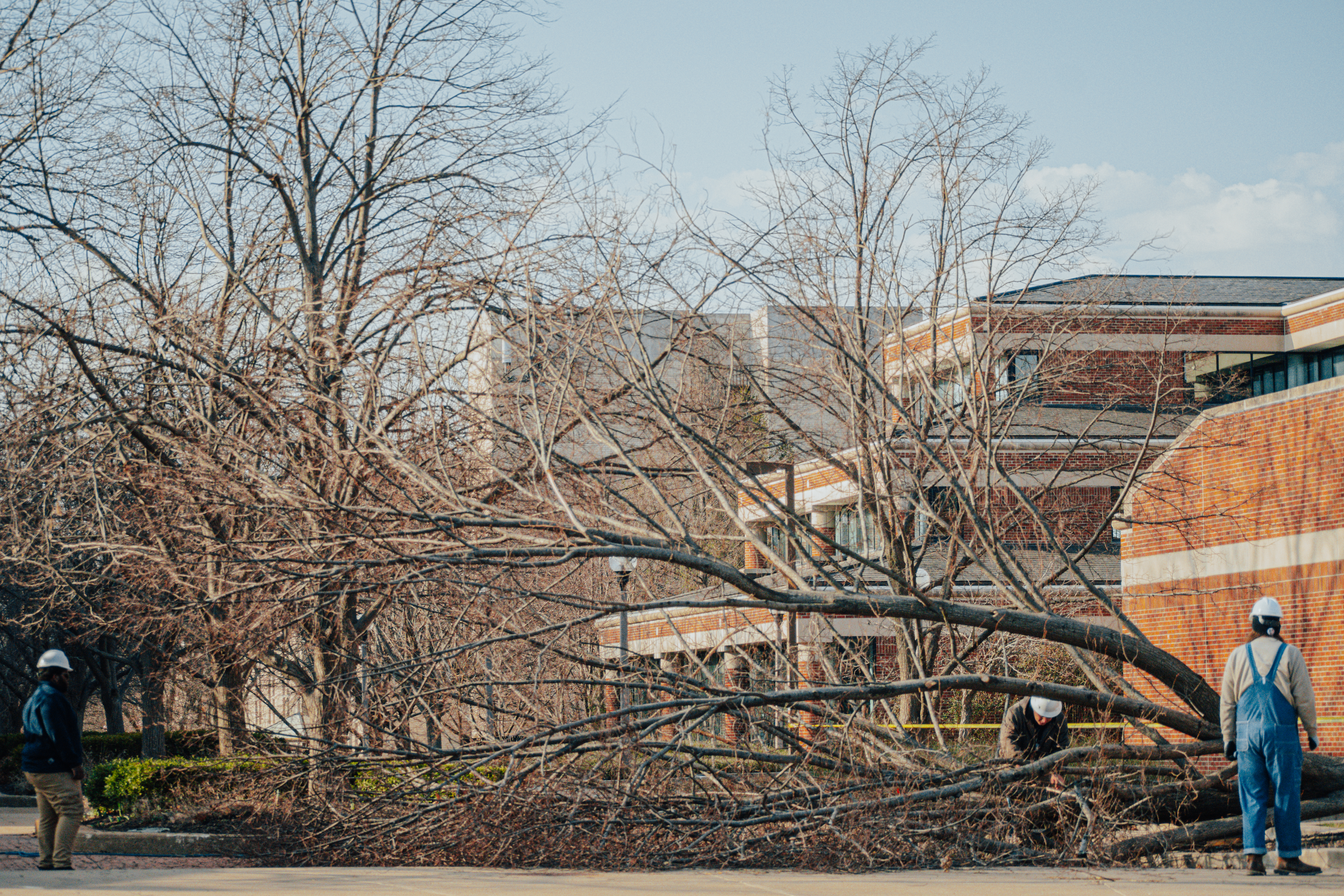MU Landscape Services works to remove diseased and damaged trees growing on the Arts & Science Mall March 28, 2022