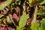 Alternanthera dentata 'Brazilian Red Hots'