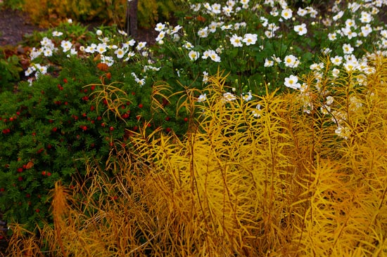 Amsonia, Taxus and Anemone