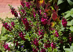 Angelonia angustifolia 'Archangel Raspberry Improved'