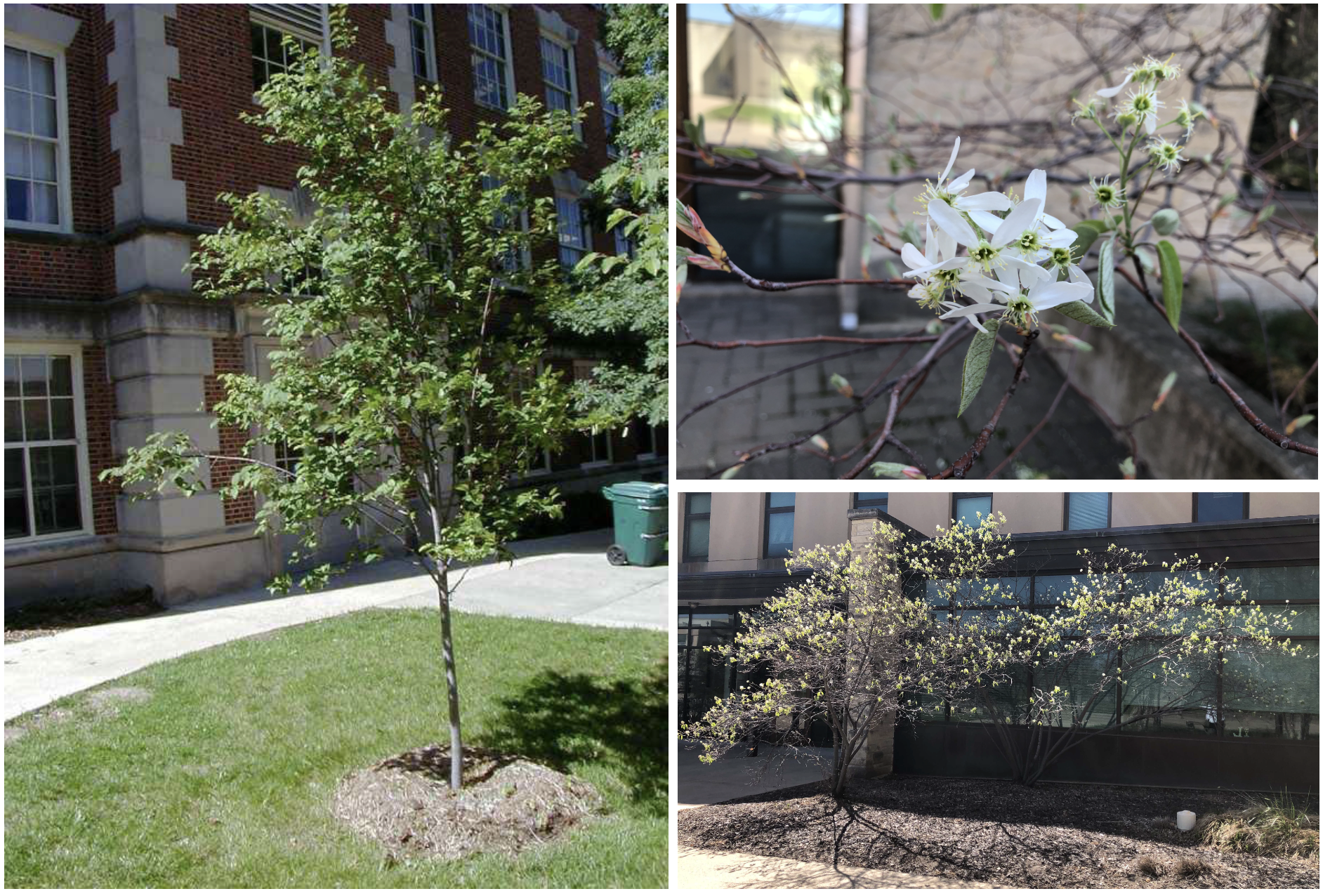 Downy Serviceberry Trees on MU Campus