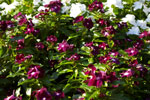 Catharanthus-roseus-Jams-N-Jellies-Blackberry