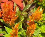 Celosia plumosa 'Fresh Look Orange'