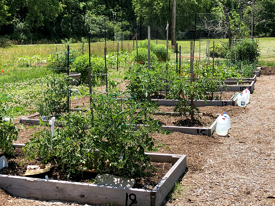 Some of the 26 raised beds in Mizzou Botanic Garden’s Henry Kirklin Community Garden, located in University Village. ,