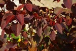 Euphorbia cotinifolia 'Atropurpurea'