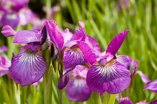 Sparkle Rose Siberian Iris (Iris siberica 'Sparkle Rose')