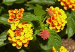 Lantana camara 'Landmark Citrus'