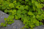 Lysimachia nummularia 'Aurea'