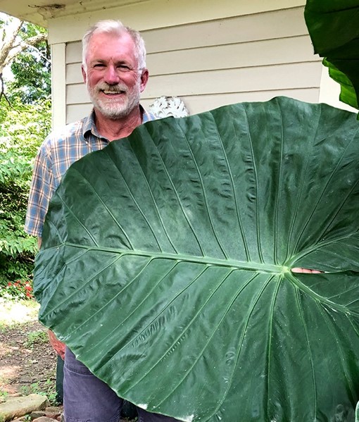 Jeff Oberhaus, owner of Vintage Hill Nursery, poses with an elephant ear growing at his nursery.  