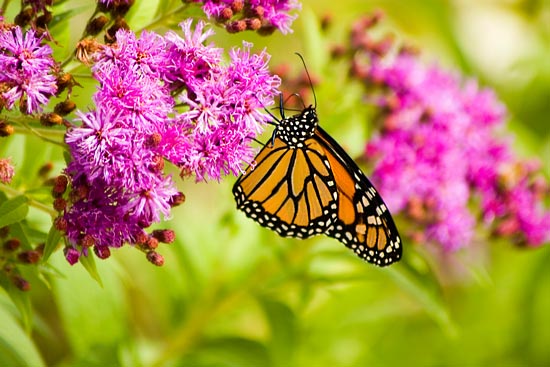 Monarch Butterfly on Ironweed (Vernonia)