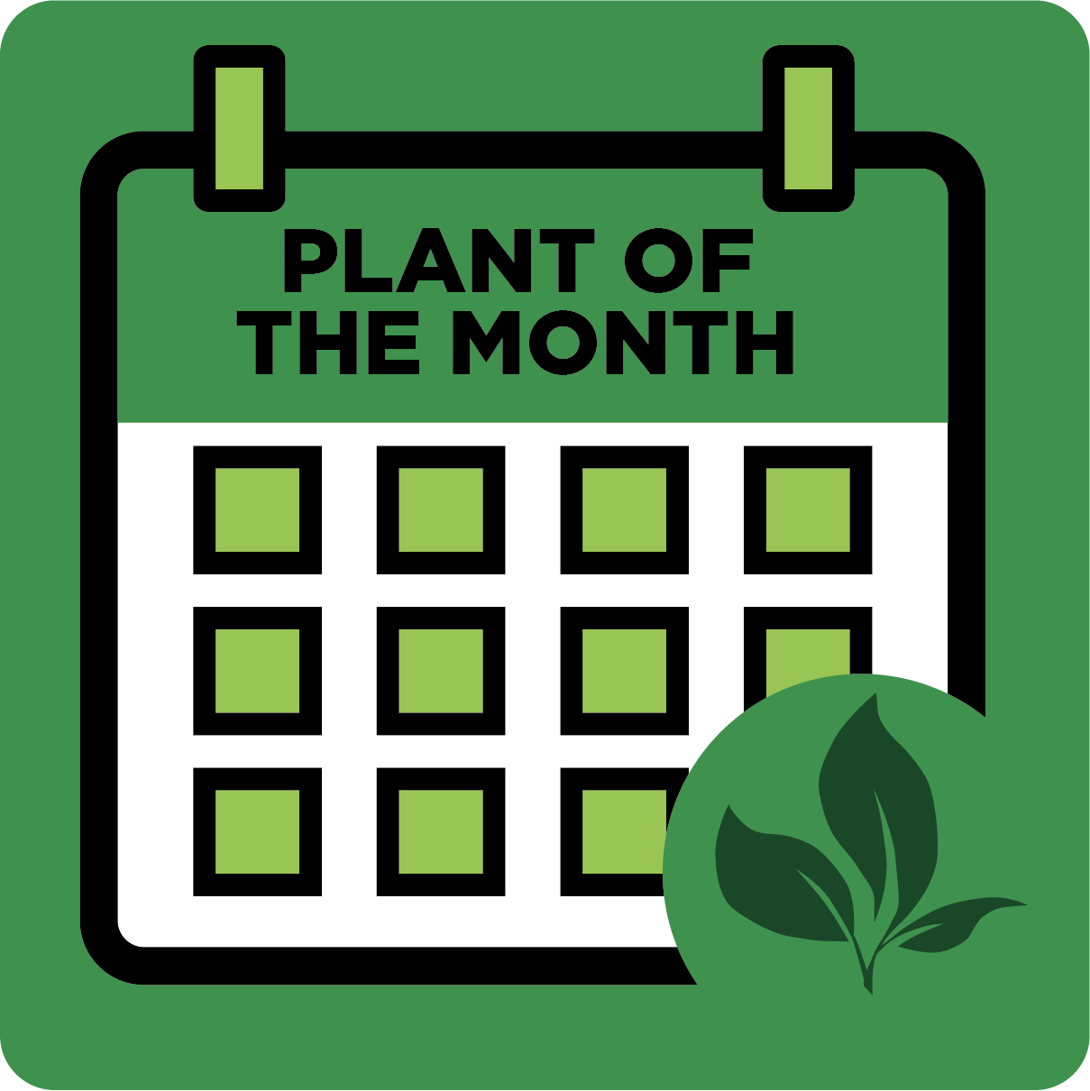 Plant of the Month