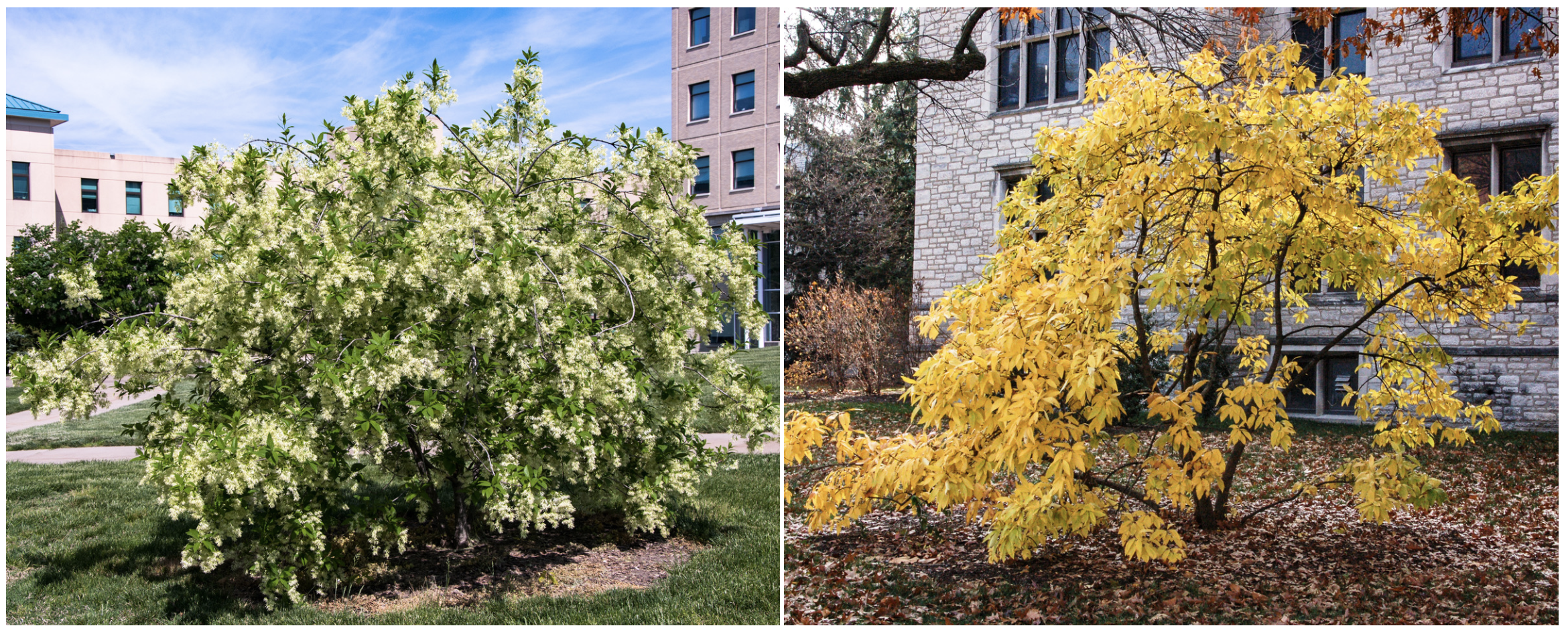 Fringe Tree in the Spring & Fall