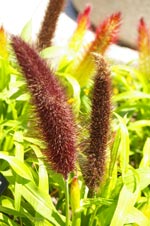 Pennisetum glaucum