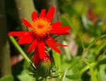 Senecio confusus