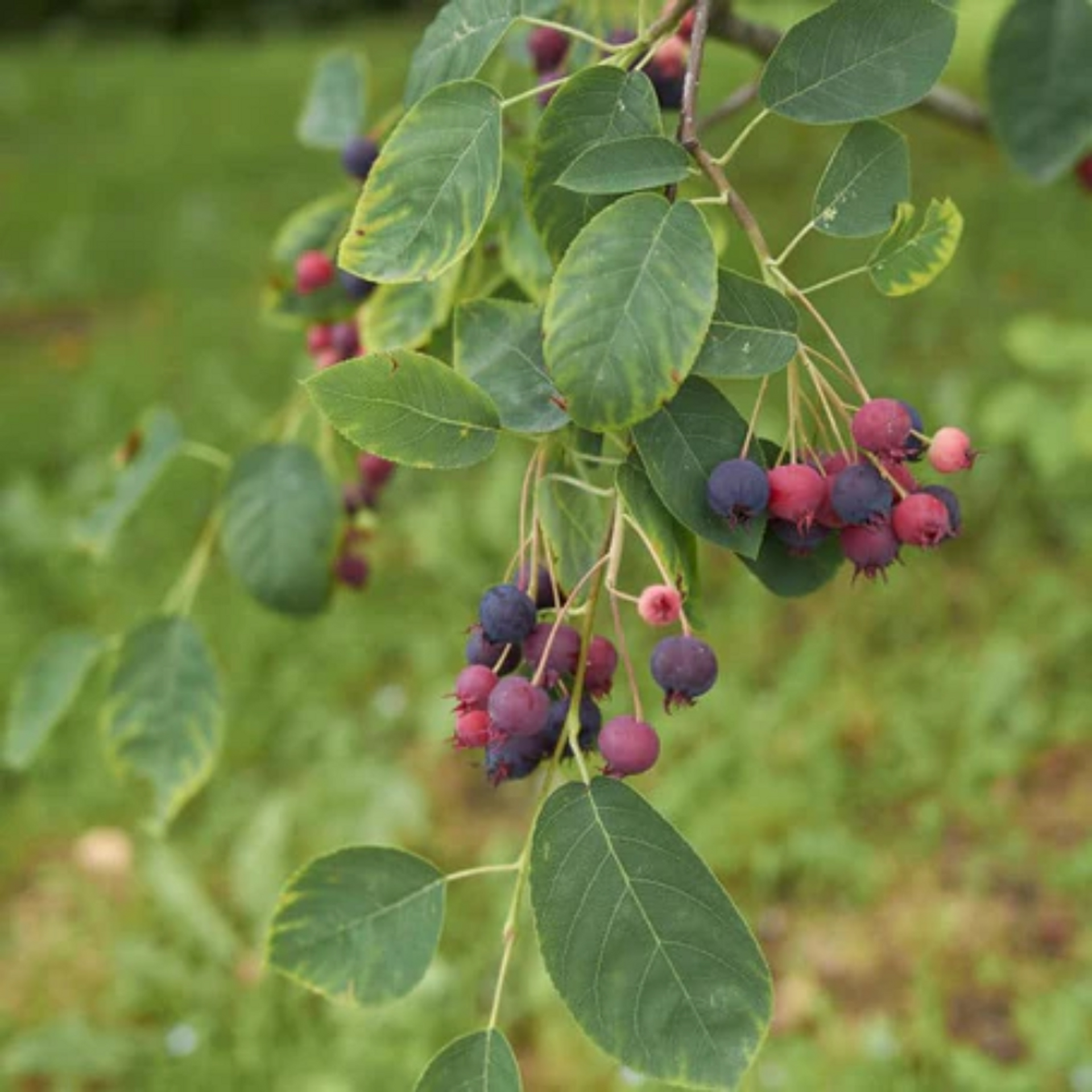 Downy Serviceberry berries