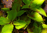 Solenostemon scutellarioides ‘Pineapple Splash’ 