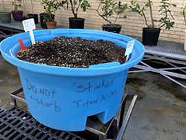 The tub containing a corm from a corpse plant named “Stinker” by Tucker Greenhouse Manager Barb Sonderman getting ready to break dormancy and hopefully bloom. 