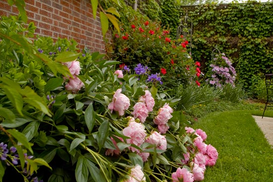 Peonies, Siberian Iris, Knockout rose, and Clematis blooming in the Sun Garden.