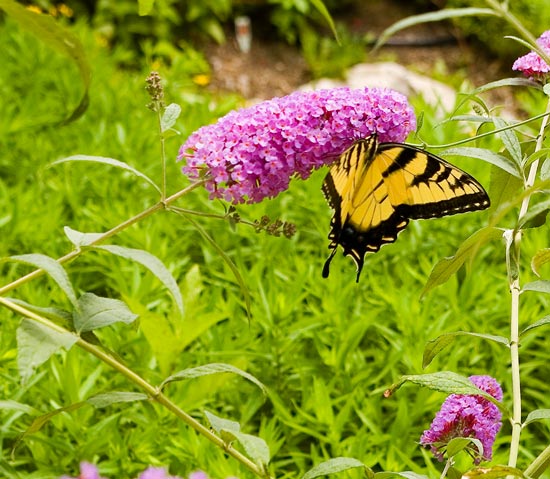 Swallowtail Butterfly on Butterfly Bush (Buddleia)