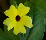 Thunbergia alata 'Sunny Lemon Star'