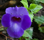 Torenia fournieri ‘Summerwave Blue’ 