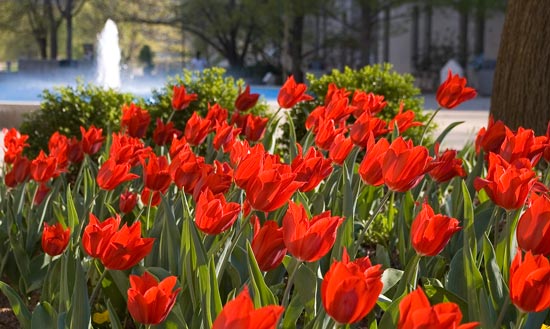 Tulips add bright spring color.