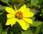 Zinnia marylandica 'Zahara Yellow'