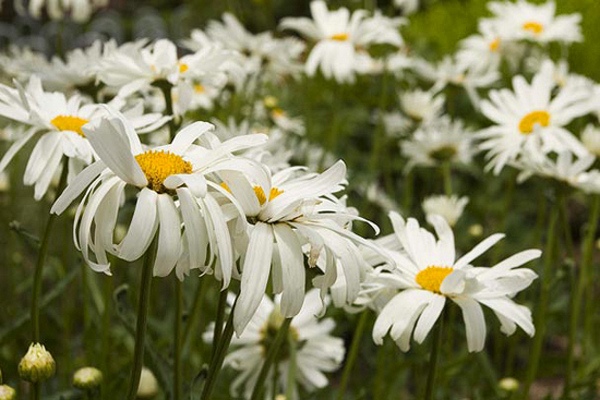 Shasta Daisy (Chrysanthemum leucanthemum)