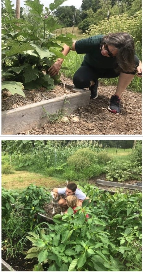 Community Garden participants Jacqui Jamieson & Olive Mitchell check for eggplant and ripe peppers in the garden's raised beds,