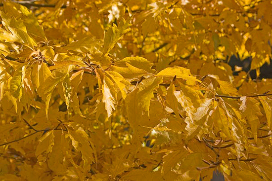 Cutleaf Beech (Fagus sylvatica ‘Laciniata’) in fall color.