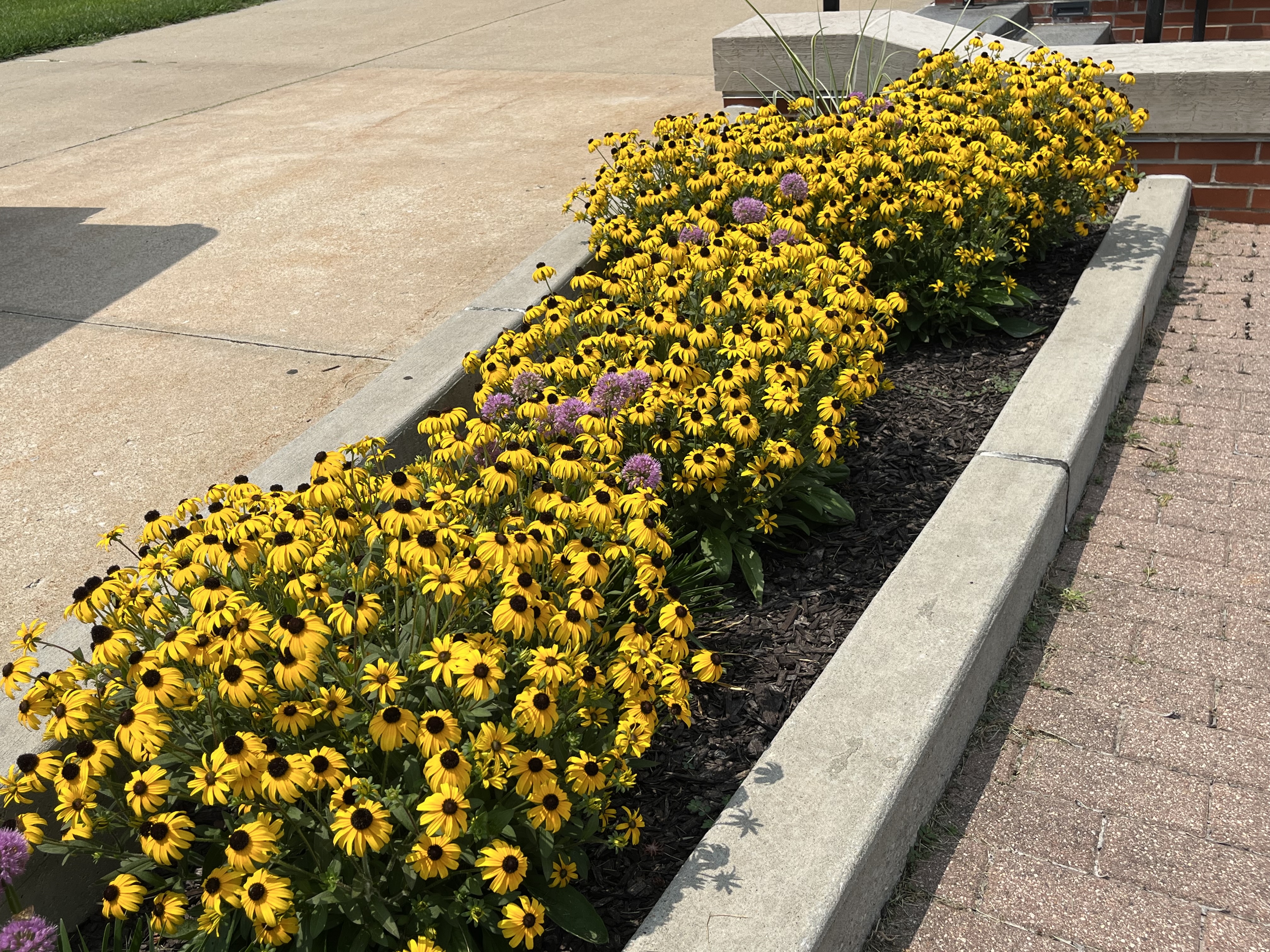 Black Eyed Susans