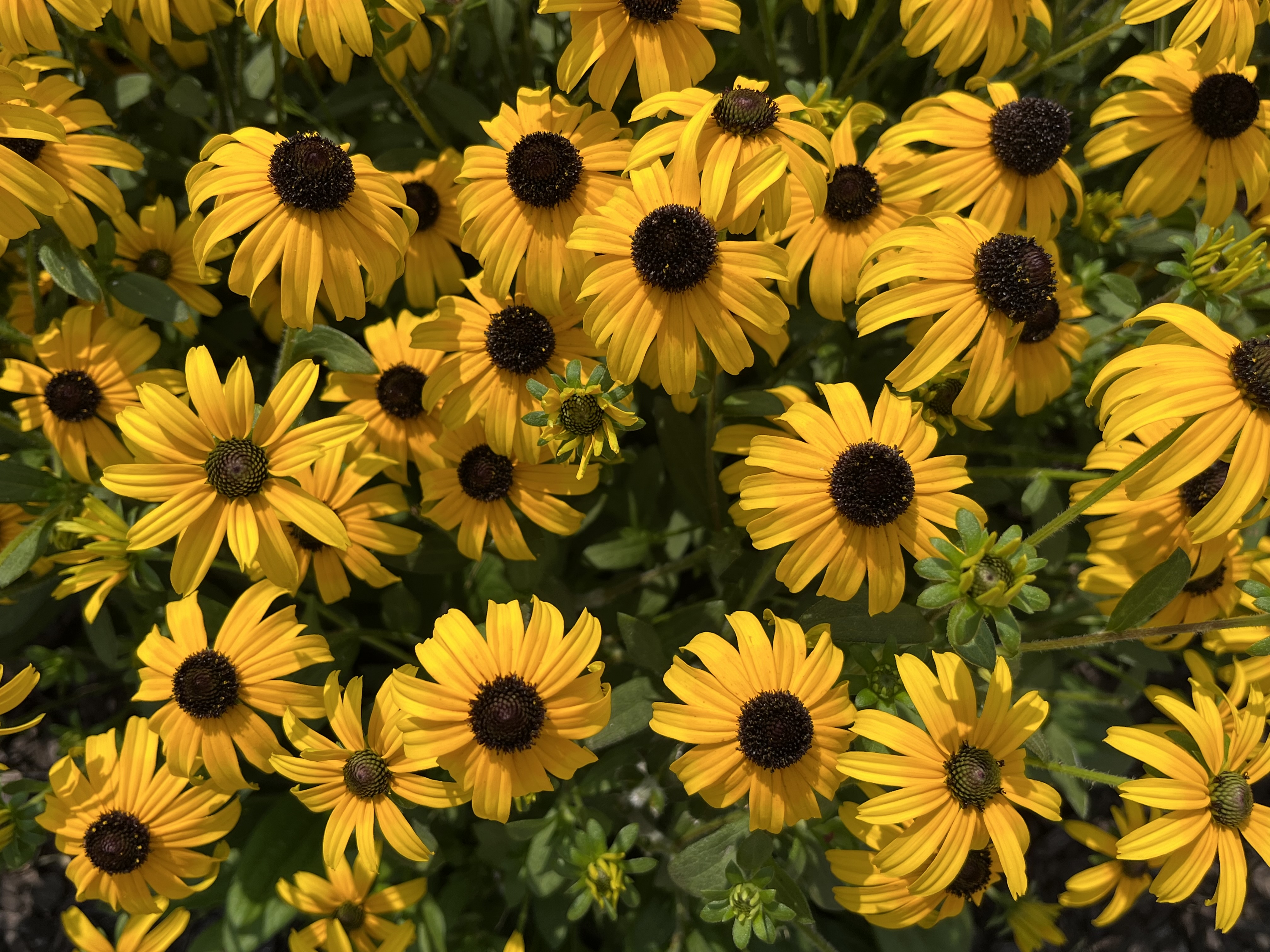 Black Eyed Susan