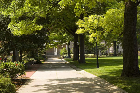 The walk around the Quad is lined with Pin Oaks (Quercus palustris) planted to replace the American Elms (Ulmus americana) that died in the 1940’s.