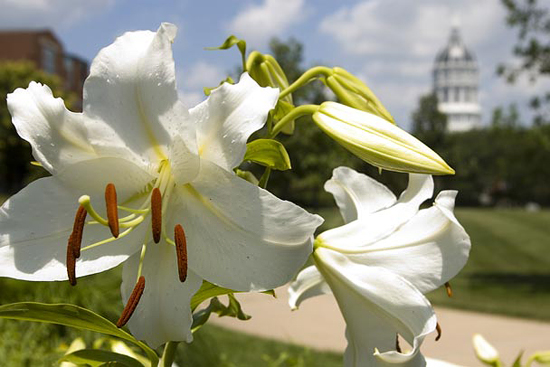 Casa Blanca Lily (Lilum 'Casa Blanca')