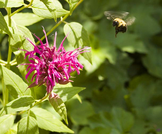 Bee's Balm (Monadra didyma 'Mahogany') lives up to its name. Insects are a vital and important part of the plant world.