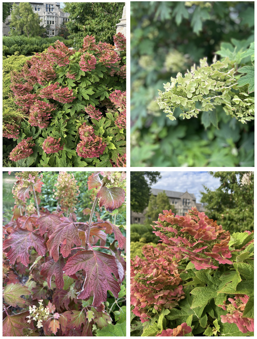 Oakleaf Hydrangea