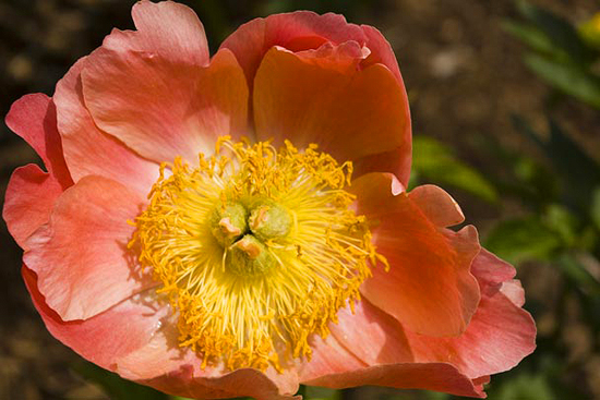 Coral and Gold Peony (Paeonia 'Coral and Gold')