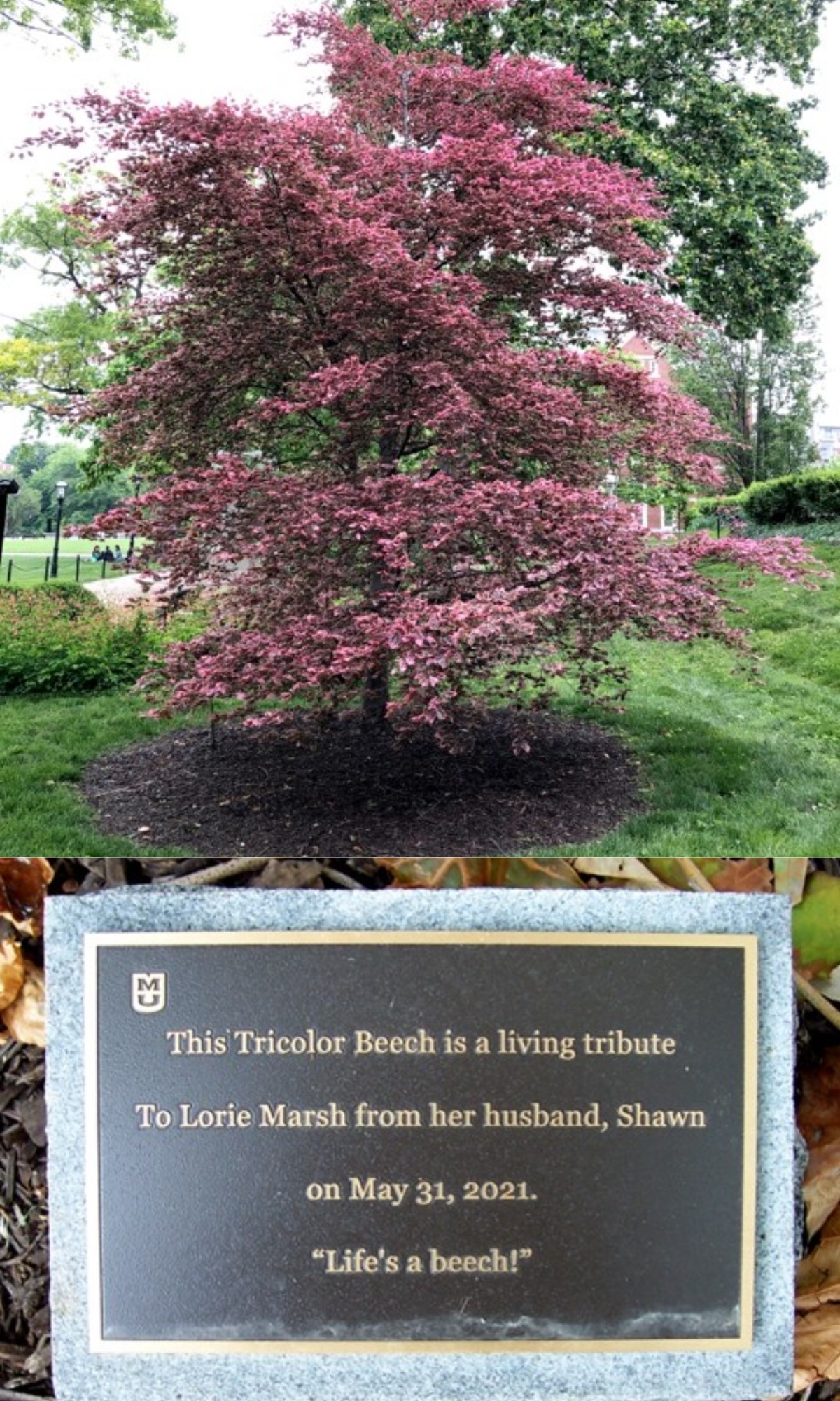At top, the tricolor beech — in its spring finery — that Shawn Marsh dedicated to his wife Lori for her birthday as part MUBG’s Tribute Tree program. Above is the dedication plaque with its clever “Life’s a Beech” message.