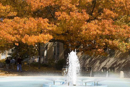A fountain adds sound to the area. Red Oak (Quercus rubra) shows its fall color in the background.