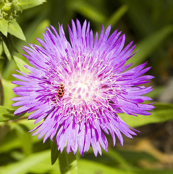 Stokes Aster (Stokesia ‘Honeysong Purple’)