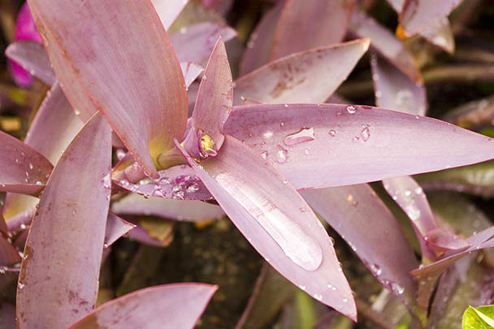 Purple Heart Spiderwort (Tradescantia pallida ‘Purpurea’) after a rain storm.
