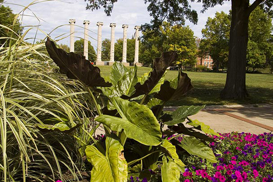 The 2006 planting at the triangle gardens uses elephant ears and wave petunias.