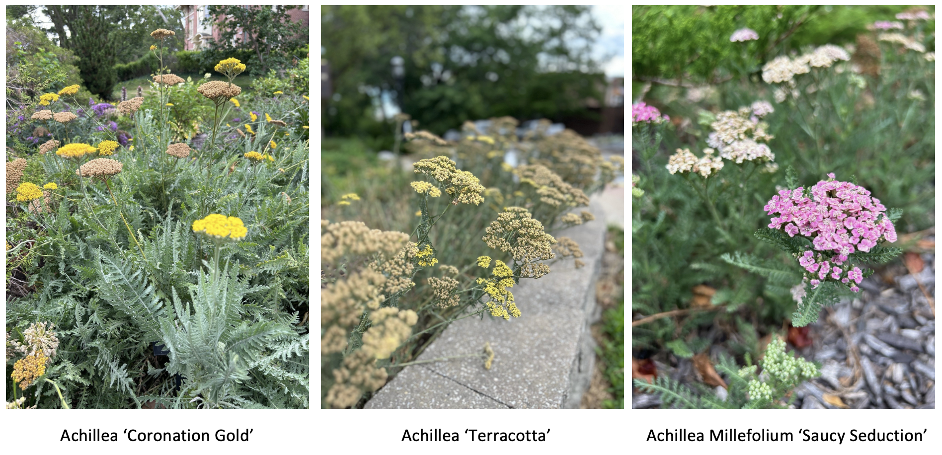 Yarrow Varietes: Coronation Gold, Saucy Seduction and Terracotta