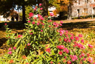 Aster dumosus 'Alert'