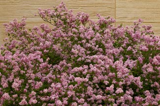 Syringa x 'Miss Kim'